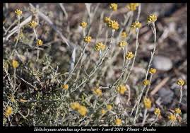 Image result for Helichrysum brassii