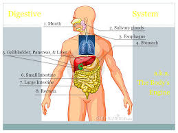 7 Th Grade Mr Fisher Body Systems Body Systems 11 Nervous System Endocrine System Skeletal System Muscular System Digestive System Circulatory System Ppt Download
