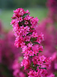 Maybe you would like to learn more about one of these? Heeman S These Sonic Bloom Weigela Are Flying Out Of Facebook