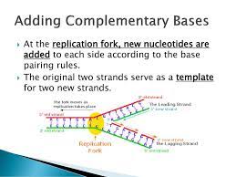 Select the correct base pair. Dna Rna And Proteins Ppt Download