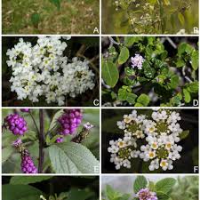 Image result for Lantana nivea