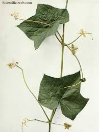 Image result for Sicyos