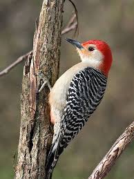 Bird With Red V On Back Of Head I Always Get These Red Headed Male Woodpeckers The Females Have Red Too But Not All The Way Down The Back Of The Head Li Nature Birds Pet Birds Pretty Birds