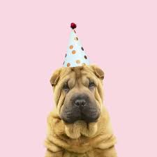 Top puppies with party hats results | result id: Shar Pei Dog Puppy Wearing Party Hat Print 18912096 Cards