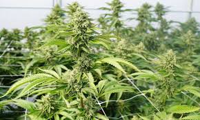 How To Trellis Cannabis In The Pursuit Of Better Yields Surna Maintain proper temperature and humidity. surna