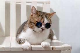 50 Best Cat Names Popular Names For Your Pet Cat