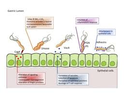 H Pylori