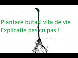 In acest fel, ajuti la prevenirea inghetului care poate surveni pe timpul iernii. Plantarea ViÈ›ei De Vie InstrucÈ›iuni Pentru Plantare Pas Cu Pas Youtube