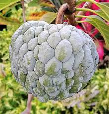 Image result for Annonaceae