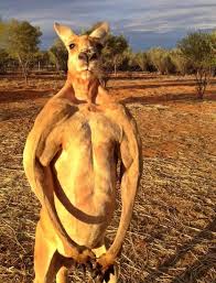 Australia boxing kangaroo patch — iron on badge embroidered motif — flag aussie. Roo Want Some This Giant Kick Boxing Kangaroo Is More Than 2 Metres Tall And Weighs 14 Stone Mirror Online