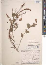 Image result for Grona heterocarpos