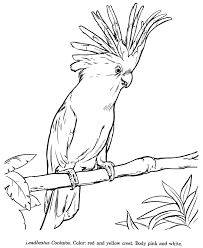 An overview of about 100 online coloring pages. How To Draw A Cockatoo Animals Drawings Wildlife Id And Coloring Pages For Kids Animal Drawings Drawings Bird Coloring Pages