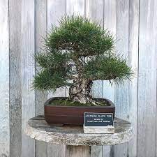 Pokok pinus adalah pokok malar hijau yang terdapat dalam pelbagai jenis. Buy Bonsai Pohon Jepun Hitam Pain Benih Tumbuh Kit Jonsteen Syarikat Online In Malaysia B00hyjyiee