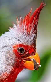 Image result for Pyralis cardinalis