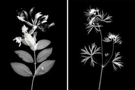 Cover your walls with artwork and trending designs from independent artists worldwide. Gorgeous Black And White Images Of Plants Boing Boing