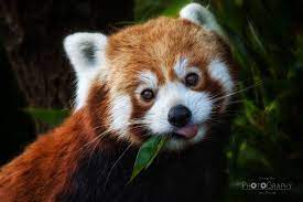 Firefox The Name Of The Firefox Web Browser Is Said To Have Been Derived From This Nickname Of The Red Panda Aren T They Amazing Red Panda Animals Firefox