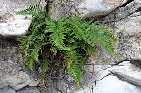 Image result for Pityrogramma