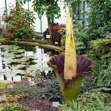 Titanenwurz, amorphophạllus titanum, auf sumatra heimisches aronstabgewächs der gattung amorphophallus; Titanenwurz Bluht Auch In Dortmund Unformiger Riesenpenis Stern De
