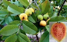 Image result for Psidium guajava