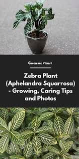 Zebra Plant Aphelandra Squarrosa Growing Caring Tips And Photos Trees Com Zebra Plant Plants House Plant Care
