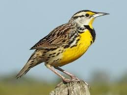 Birds Of East Texas Book Eastern Meadowlark Brownsville Tx June 2018 Meadowlark Bird Bird Life List