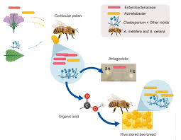 Maybe you would like to learn more about one of these? Microorganisms Free Full Text Different Dynamics Of Bacterial And Fungal Communities In Hive Stored Bee Bread And Their Possible Roles A Case Study From Two Commercial Honey Bees In China Html