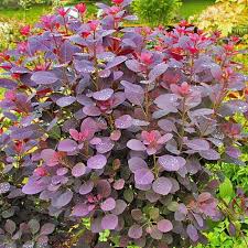 Pin On Plant Names