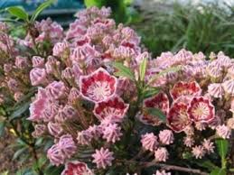 With an easily manageable size, it's perfect for a home garden that has a bit of shade. Kalmia Latifolia Minuet Mountain Laurel Starter Plant Buy Online In Burkina Faso At Burkinafaso Desertcart Com Productid 81240847