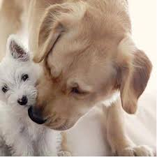 Labrador retriever puppies for sale in pakistan. Labrador Pakistan Home Facebook