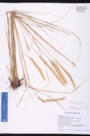 Image result for Aristida stipoides