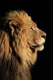Check spelling or type a new query. Side Profile Of A Lion Wallpaper