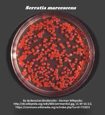 All in all, primary dissociated cell cultures are particularly amenable to study using morphological and physiological techniques, which can be. Ex 12 Pure Culture Technique Scientist Cindy