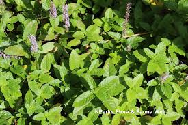 Image result for Platostoma