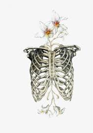 Hb, 2b, 4b, 6b graphite pencils white. Rib Cage Drawing Bone Drawing Human Skeleton Skeleton Ribcage With Flowers Png Image Transparent Png Free Download On Seekpng