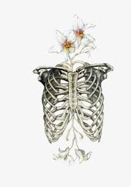 Here presented 50+ rib cage drawing images for free to download, print or share. Rib Cage Drawing Bone Drawing Human Skeleton Skeleton Ribcage With Flowers Png Image Transparent Png Free Download On Seekpng