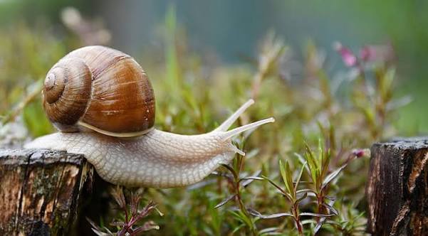 Snails