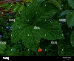 Image result for Ampelocissus obtusata