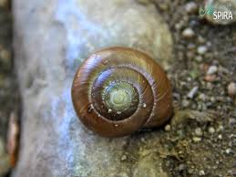 Thrush predation shell polymorphism in <i>cepaea nemoralis</i> (l.) (helicidae) along the belgian. Alive Cepaea Nemoralis Allspira
