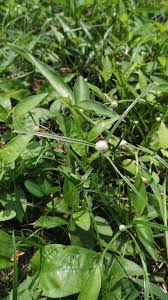 Image result for Kyllinga alba