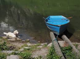 In die anzeige habe ich nicht gemerkt, ob die mieter eine katze oder einen hund haben können. Kuhlmatte Fur Hunde Die Erleichterung Fur Hunde Im Sommer