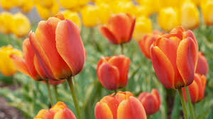 We did not find results for: Tulip Plant Care Growing Guide