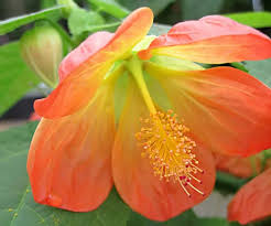 Image result for Abutilon grantii