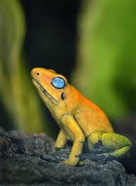 Black And Yellow Frog Australia Frogger Amazing Frog Frog And Toad Poison Frog