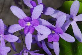 Image result for Petrea