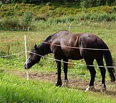 We did not find results for: Portable Horse Fencing How To Install A Temporary Electric Horse Fence Stuff4petz