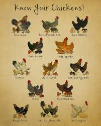 Top 10 Most Popular Chicken Breeds For Beginners To Start