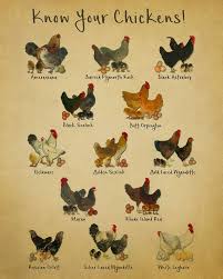 top 10 most popular chicken breeds for beginners to start