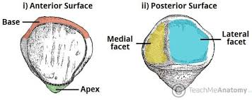 Image result for Patella aspera