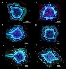 Check spelling or type a new query. Verbena Officinalis Verbenaceae Lamiales A New Plant Model System For Phyllotaxis Research Springerlink