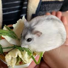 A pet scan stands for positron emission tomography, according to medicalnewstoday. 10 Best Small Rodents To Keep As Pets Petpress In 2021 Pet Rodents Low Maintenance Pets Rodents